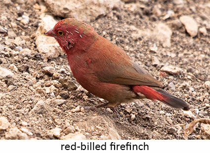 Red-billed firefinch