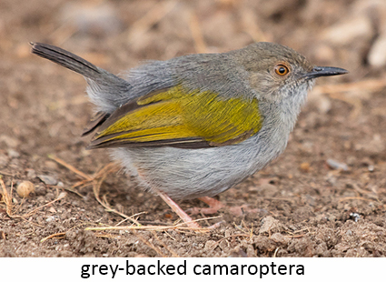 Grey-backed camaroptera