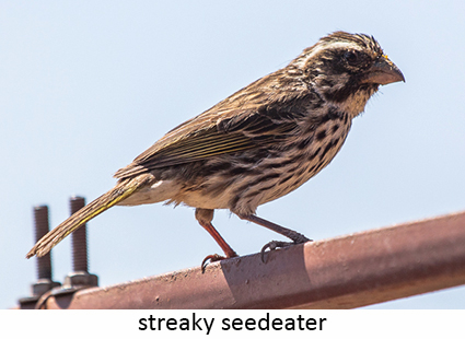 Streaky seedeater