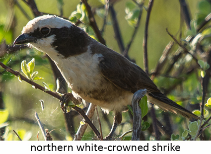 Northern white-crowned shrike