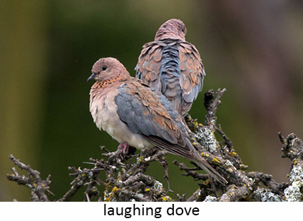 Laughing Dove