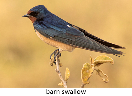 Barn swallow