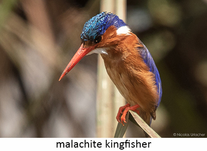 malachite kingfisher