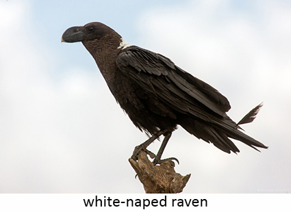 White-naped raven