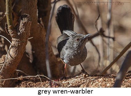 Grey Wren-Warbler