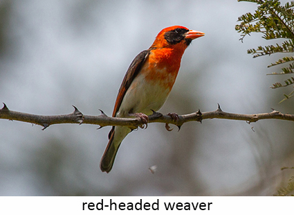 Red-headed weaver