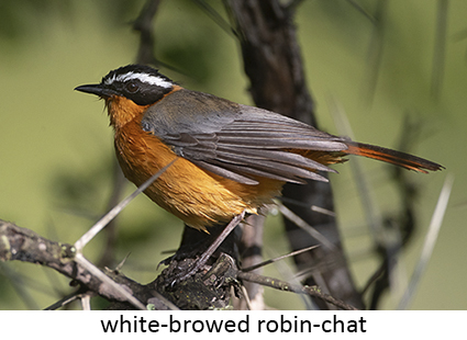White-browed Robin-chat