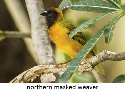 Northern masked weather