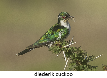 Diederik Cuckoo