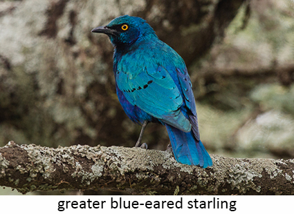 Greater blue-eared starling