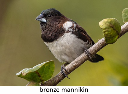 Bronze Mannikin