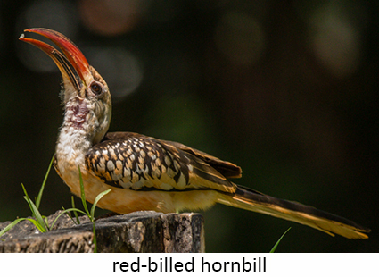 Red-billed hornbill