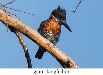 giant kingfisher