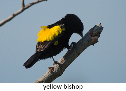 Yellow Bishop