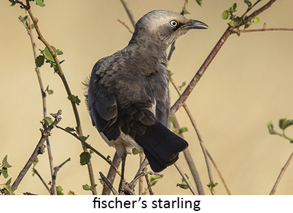 Fischer's starling