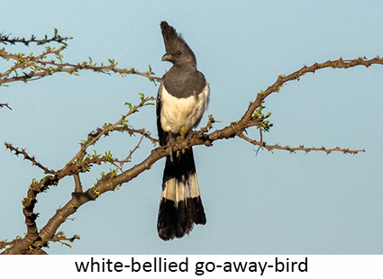 White-bellied Go-away-Bird