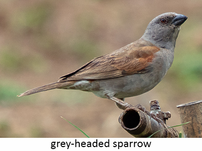Gre-headed Sparrow