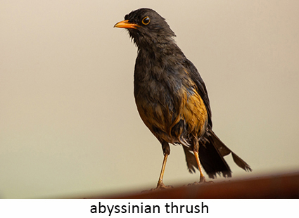 Abyssinian thrush