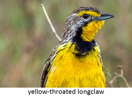 Yellow-throated longclaw