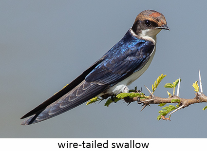Wire-tailed swallow