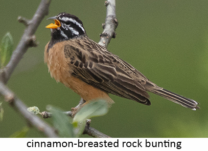 Cinnamon-breasted Rock Bunting