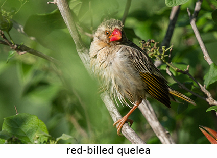Red-billed quelea