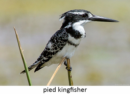Pied kingfisher
