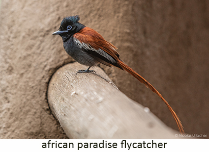 African Paradise Flycatcher