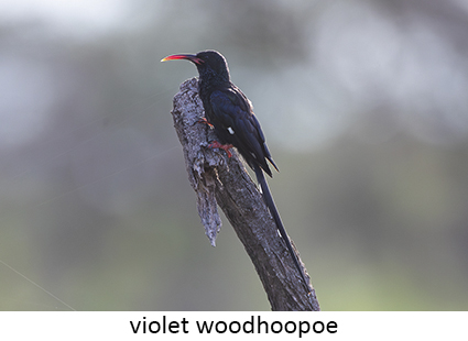 Violet Woodhoopoe