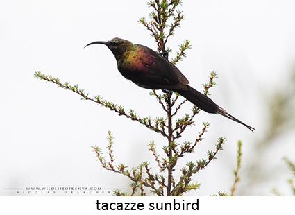 Tacazze sunbird