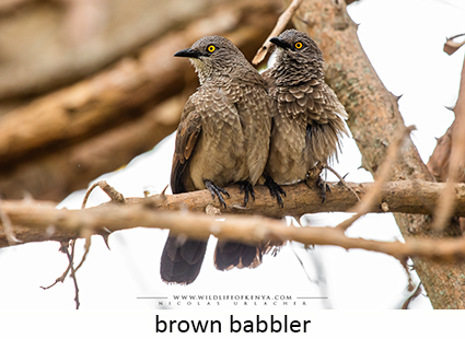 Brown Babbler