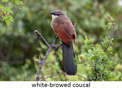 White-browed Coucal