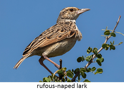 Rufous-naped lark