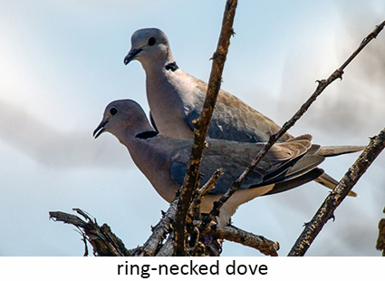 Ring-necked Dove