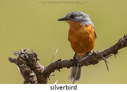 Silverbird