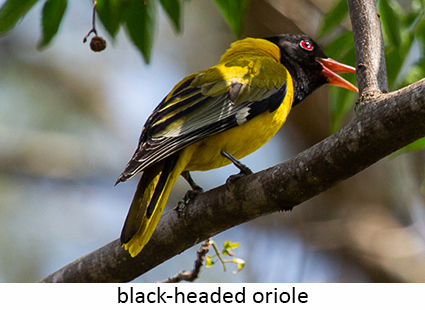 Black-headed oriole