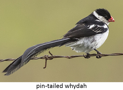 Pin-tailed Whydah