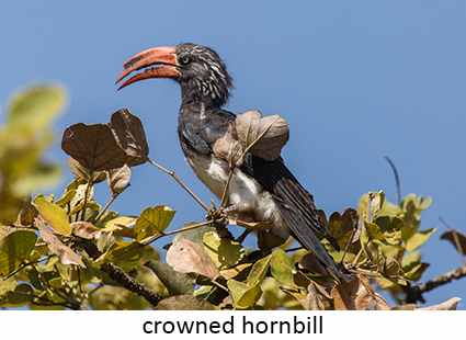 Crowned hornbill