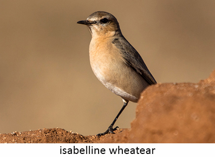 Wheatear isabelline