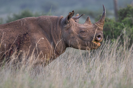 Nairobi National Park
