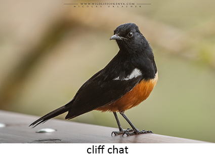 Mocking Cliff Chat