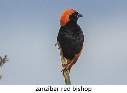 Zanzibar red Bishop