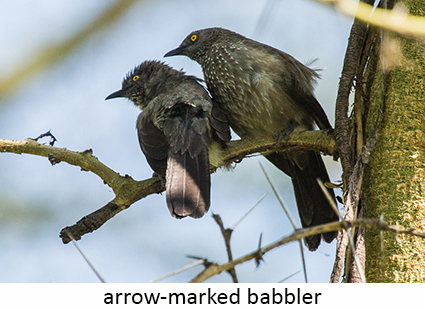 Arrow-marked Babbler