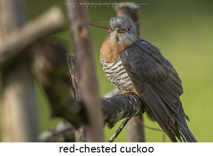 red-chested cuckoo