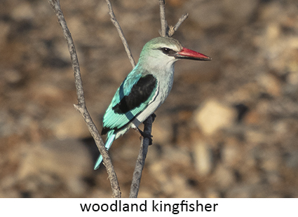 Woodland Kingfisher