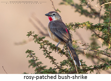 Rosy-patched Bush-shrike