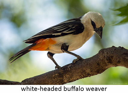 White-headed buffalo weaver