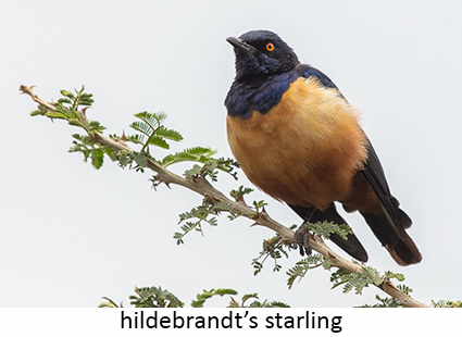 Hildebrandt's starling