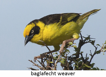 Baglafecht weaver