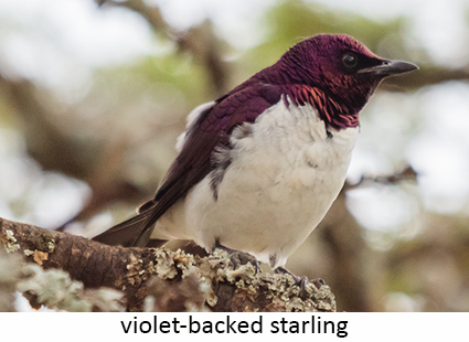 Violet-backed Starling